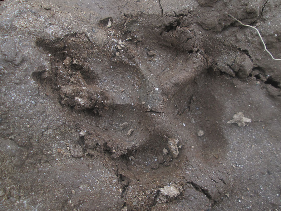 Print believed to be made by a tiger. Photo taken by villager
