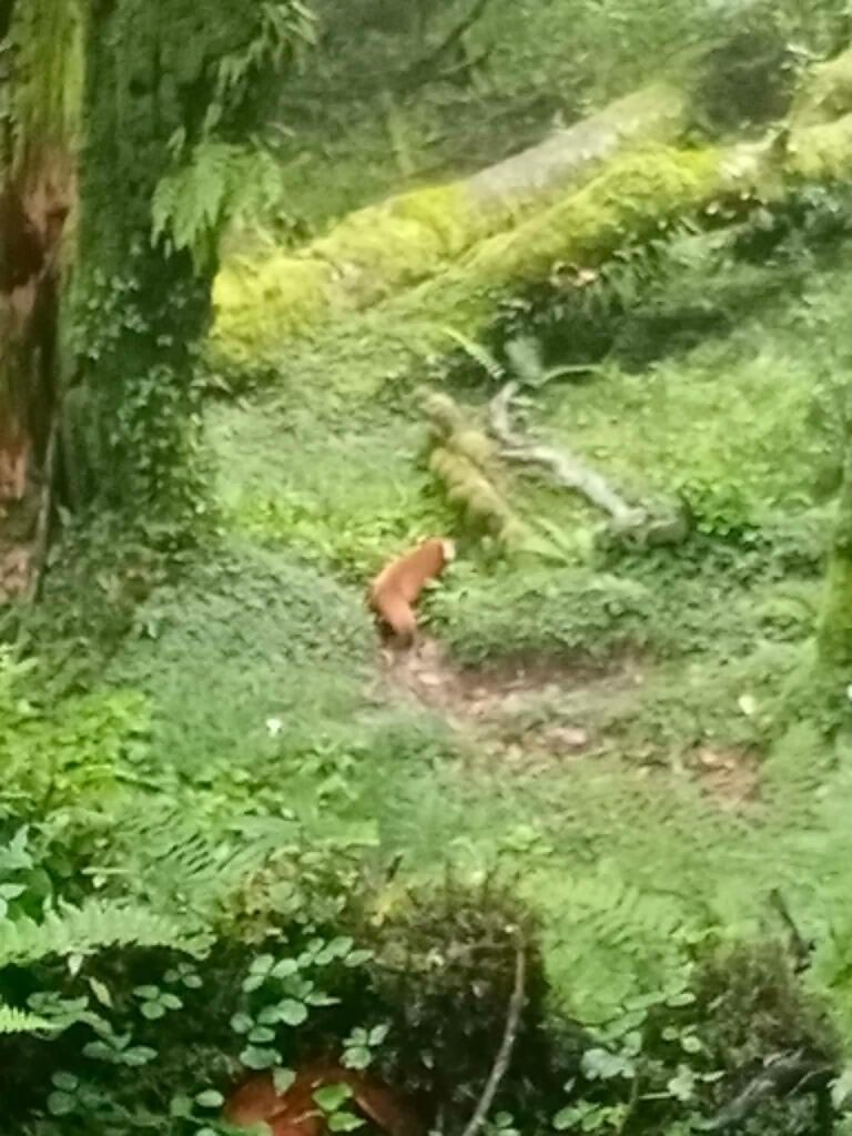 Red Panda- 2026